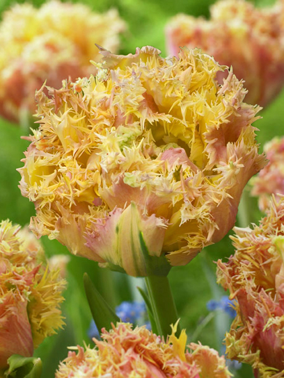 Луковица тюльпана бахромчатого махрового Эсприт 3 шт.