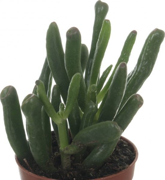 Рослина Крассула Crassula gollum 5,5/10