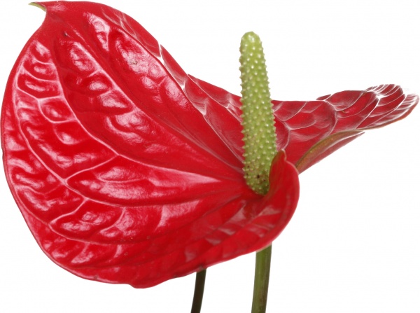 Растение комнатное Антуриум 17/85 Туренза