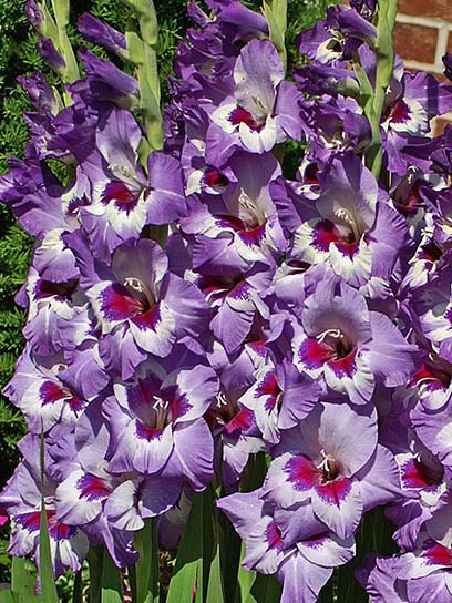 Клубнелуковица гладиолуса Виста 3 шт. 