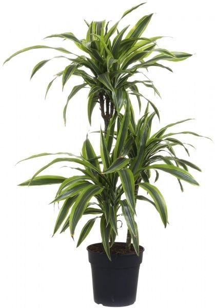 Рослина кімнатна Dra Lemon Lime 60-30-15