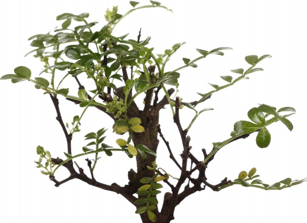 Рослина Бонсай в керамічній плошці з блюдцем 10/15