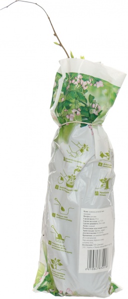 Саженец Актинидия пакет