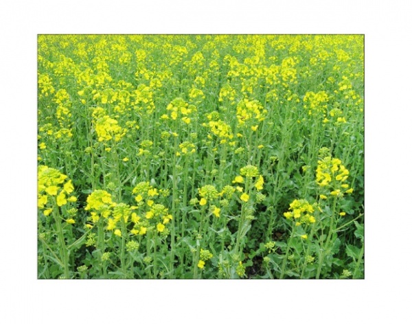 Семена Професійне насіння рапс 1000 г (4820176697301)