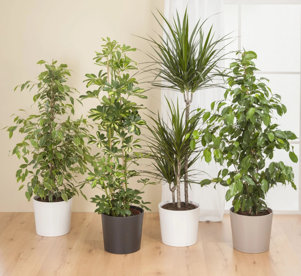 Кашпо кераміка 15 Taupe 883 круглий сіро-коричневий 1,74 л Scheurich (269415)