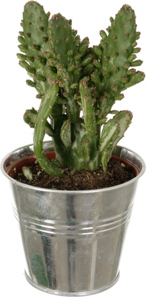 Растение Кактус в цинковом горшке 10x12 см