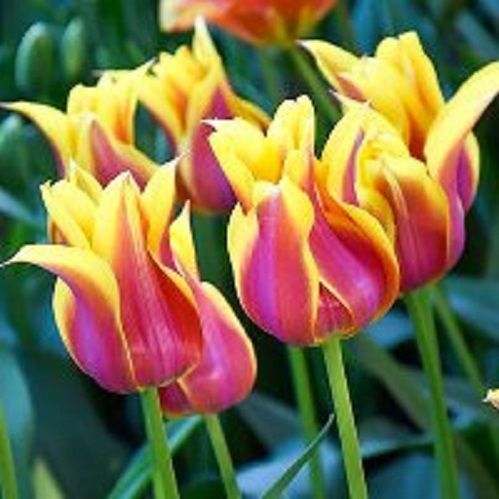 Луковица Тюльпан лилиецветный Баллада Дрим 5 шт. 