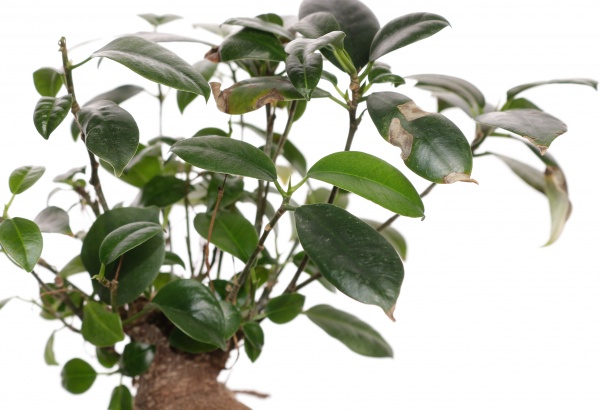 Рослина кімнатна Фікус 11/25 гінсенг