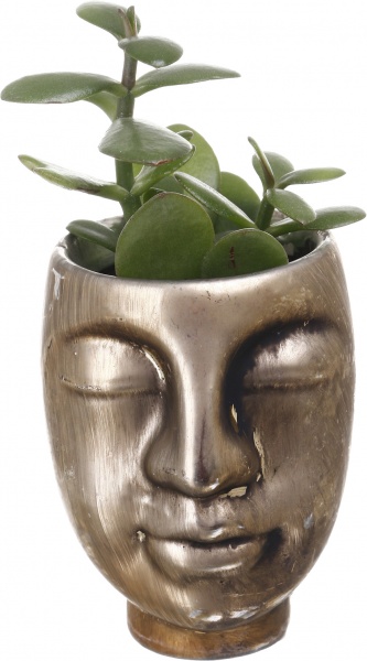 Рослина кімнатна Сукуленти кераміка (обличчя) mix 6 см