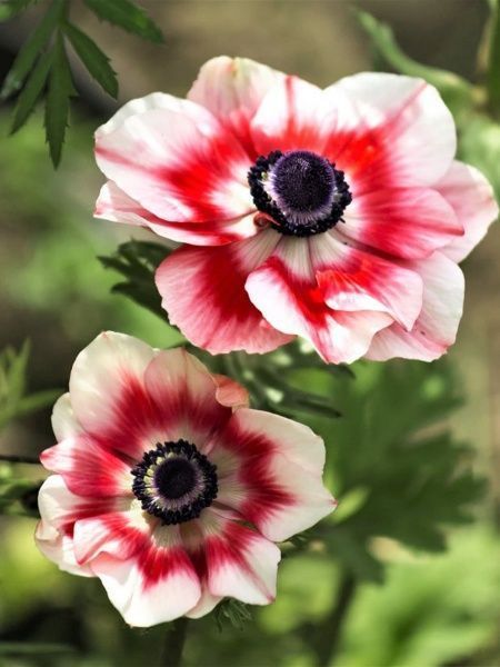 Коренебульба анемони Біколор 5 шт. 