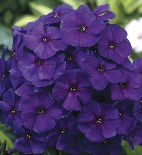 Корневище Яскрава Флокс Nicky 1 шт. 