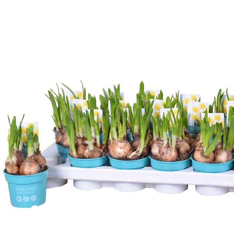 Рослина Нарцис 09х12 махровий жовтий Tete Boucle