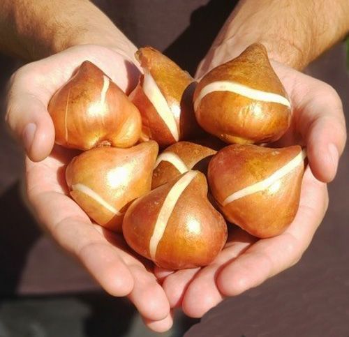 Луковица Яскрава попугайный Flaming Parrot 3 шт. 