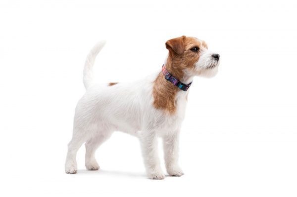 Ошейник WAUDOG Nylon с рисунком Лето 1,5х23-35 см