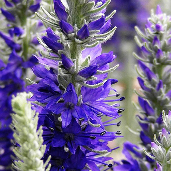 Растение Вероника седая C3