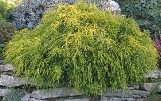 Растение Кипарисовик горохоплодный Санголд / Chamaecuparis pisifera Sungold С7.5 /Н 30-40