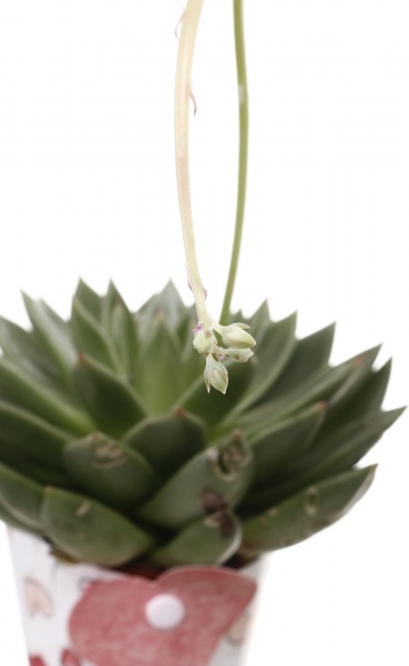 Рослина кімнатна Сукулент мікс 10х12 см