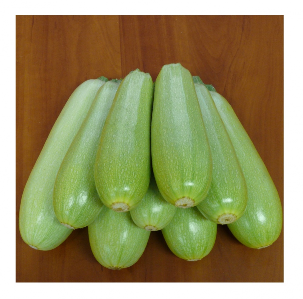 Насіння Професійне насіння кабачок Немо F1 5 шт. (4820176697967)