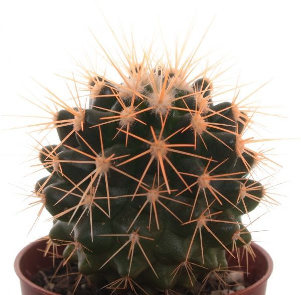 Кактус 05/8 стро радуга