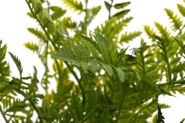 Рослина штучна Альбіція іранська HONGYE A1-03694 зелений