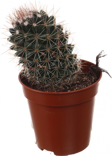 Рослина кімнатна Кактус мікс 5х10 см