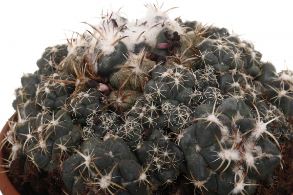 Рослина кімнатна Кактус мікс 17х60 см