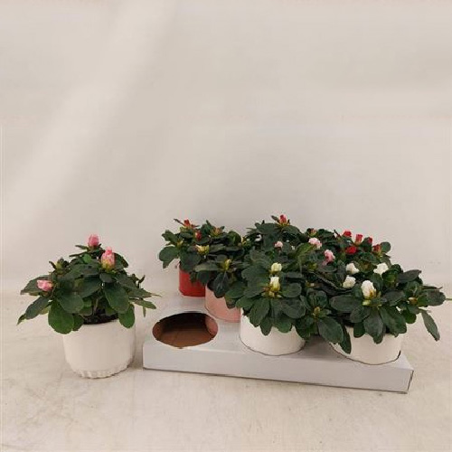 Рослина Азалія 09х15 мікс у керамічному кашпо