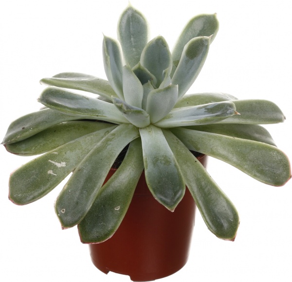 Рослина кімнатна Ехеверія 7х15 см