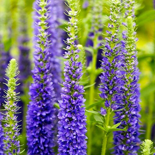 Растение Вероника колосковая Ulster Dwarf Blue C3