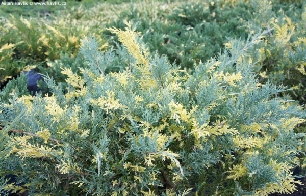 Растение Можжевельник средний/ Juniperus pfitzeriana Blue and Gold С3, D 25-35