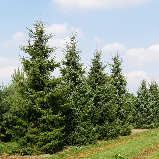Растение Ель сербская (V19-F23 h160-180 WRB)