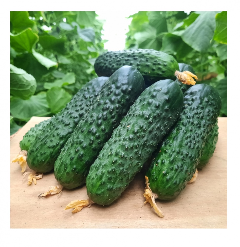 Насіння Професійне насіння огірок Пікскор F1 10 шт. (4820176698810)