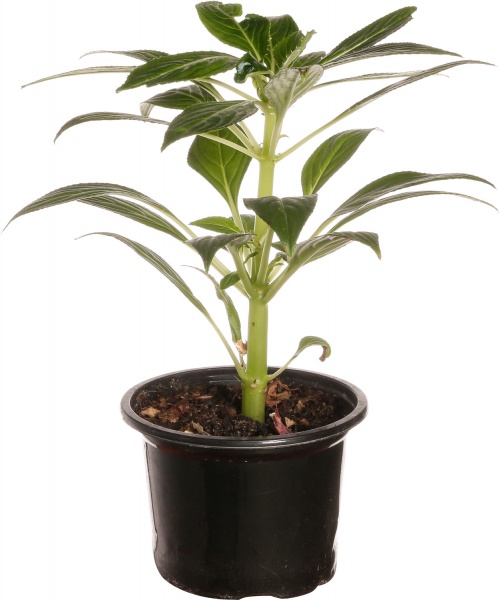 Растение Импатиенс Нова-Гвинея Хармони (Бальзамин) d12