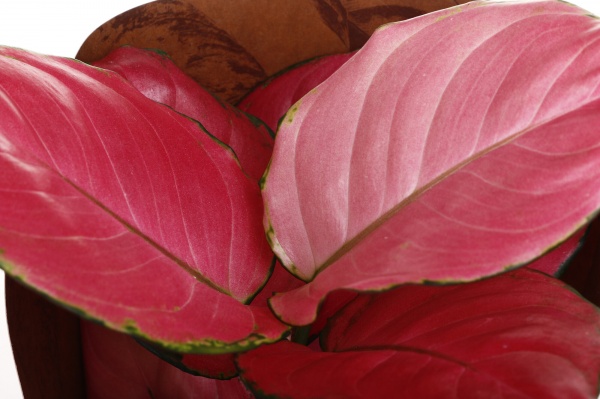 Растение комнатное Аглаонема 12/35 Суматра