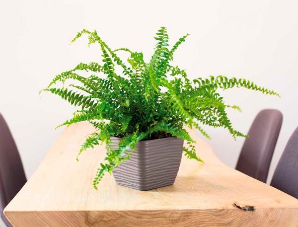 Вазон пластиковий Form Plastic Сахара міні Квадро-17 квадратний 3л сірий 