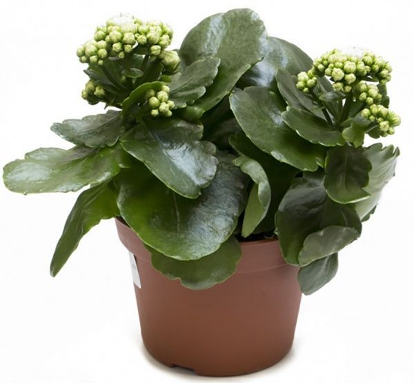 Растение Каланхоэ микс Сarnaval 15/25