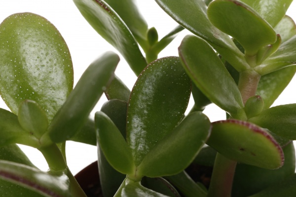 Рослина кімнатна Сукулент 8х12 см