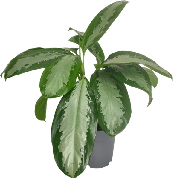 Рослина Аглаонема 21/80 