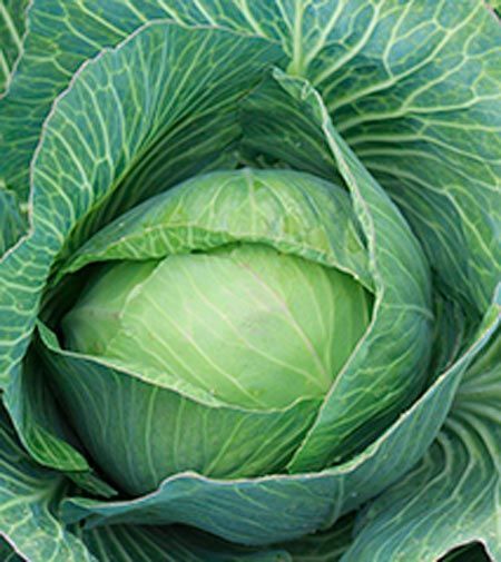 Семена Садовий Світ капуста белокочанная Дитмаршер Фрюер 0,5г