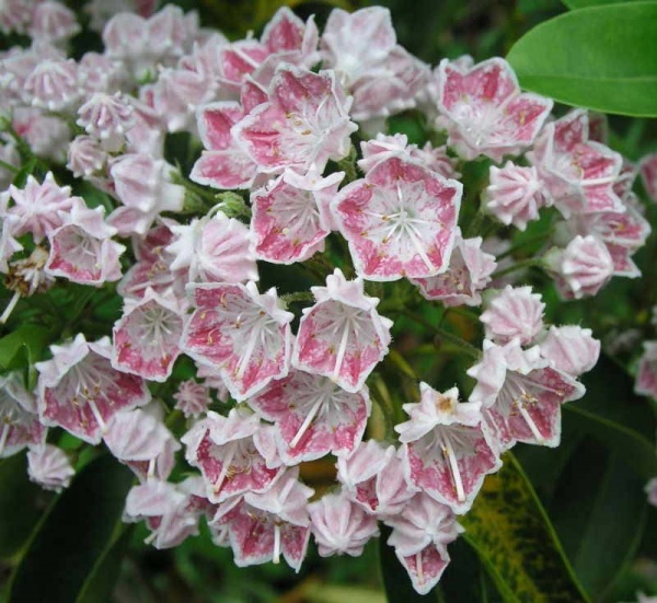 Рослина Кальмія Ханя/Kalmia ’HANIA’ р12 /Н 10