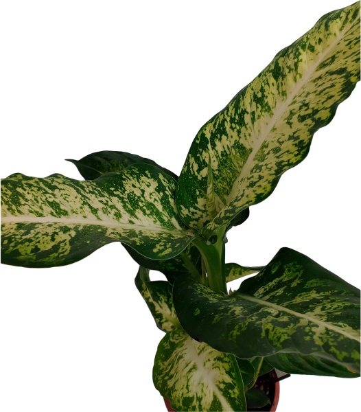 Растение Дифенбахия марс 17х70см