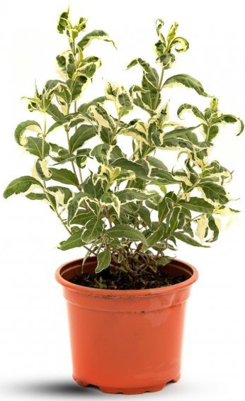 Растение Диервилла сидячолистая Кул Сплеш/ Diervilla sessilifolia 'Cool Splash' С2 /Н 30-40