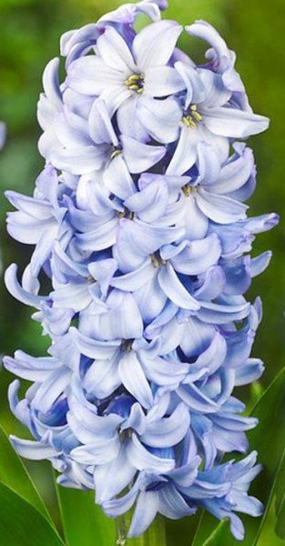 Луковица Яскрава Blue Eyes 2 шт. 