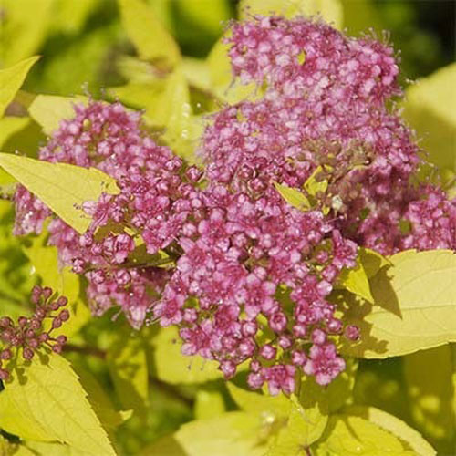 Растение Спирея Голдмаунд С2 D10-15