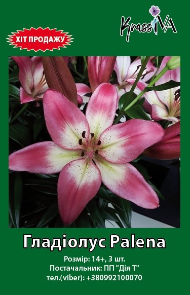 Луковица інше лилия Pallena 1 шт. 