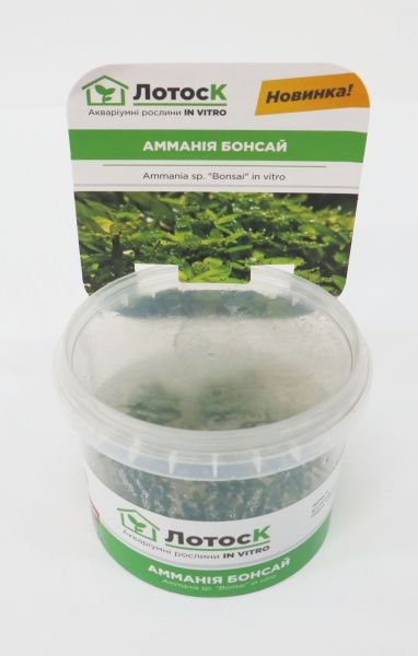 Рослина акваріумна Лотос Амманія Бонсай (Ammania Bonsai in vitro)