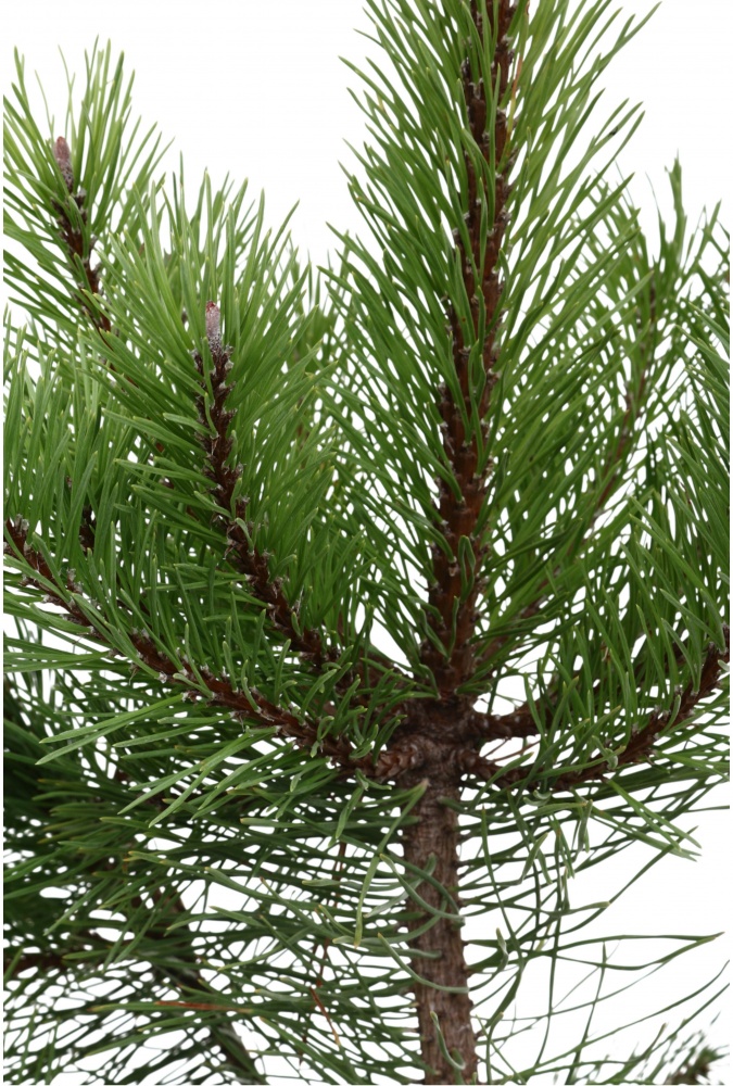 Рослина сосна чорна / Pinus nigra C3 H30-40 см