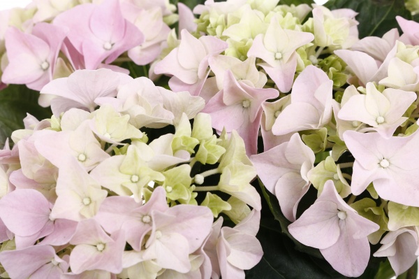 Рослина кімнатна Гортензія мiкс d10/h25