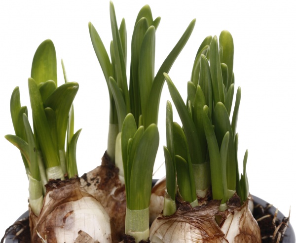 Рослина кімнатна Нарцис Tet-a-tet d12/h20