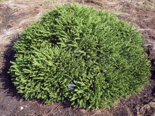 Растение Ель/ Picea abies Pumila Glauca С5, D 20-30